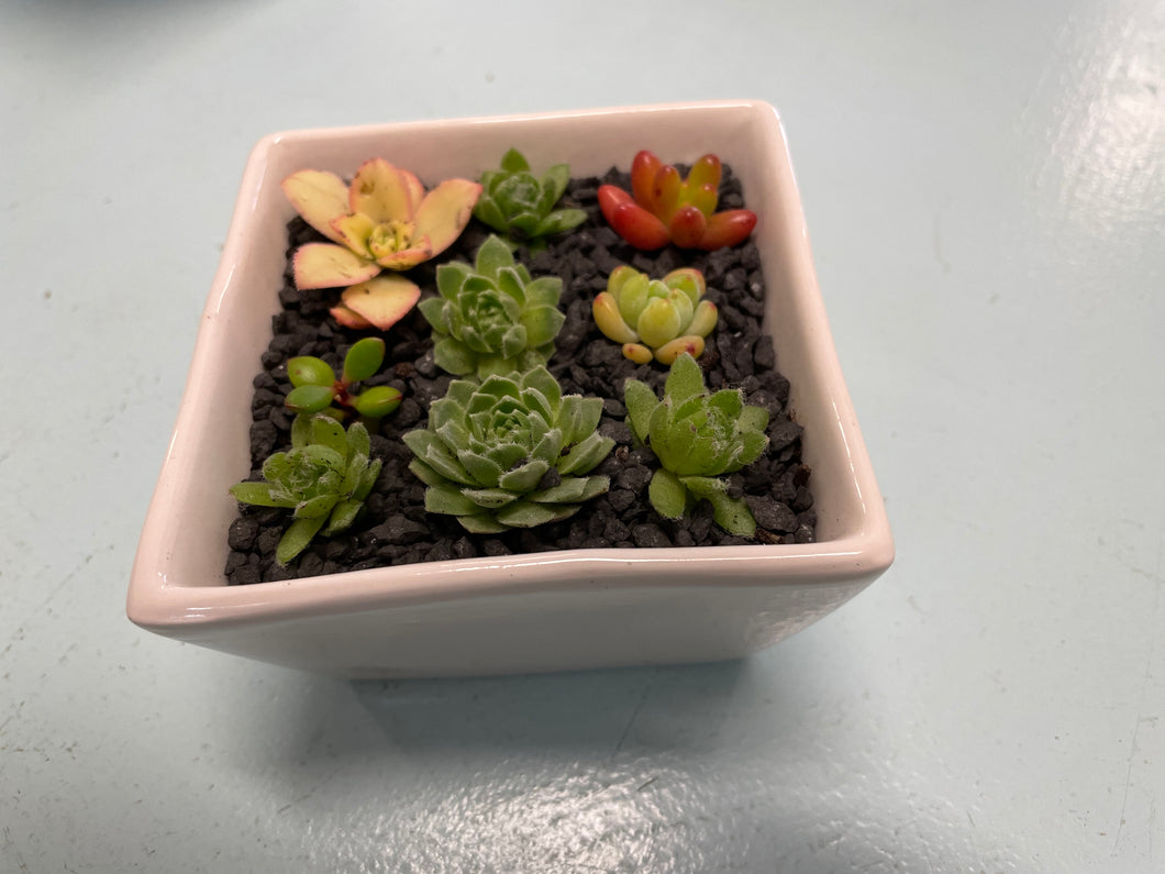 Succulent pots (Various sizes and styles)