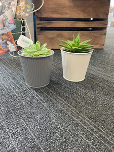 Succulent pots (Various sizes and styles)